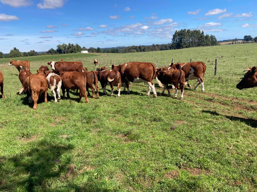 Lote 30 Ternero en Puerto Varas, X Región Los Lagos