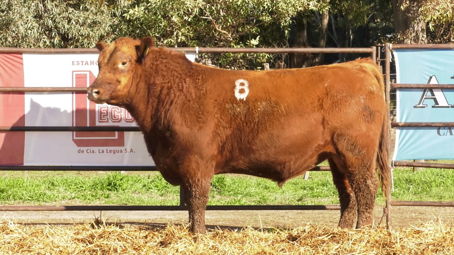 Lote TOROS ANGUS COLORADOS PC