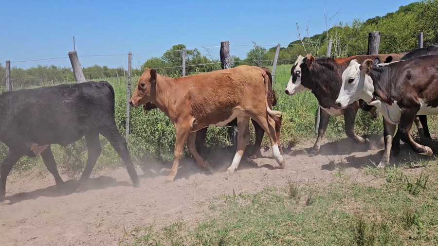 Lote 35 Novillitos y vaquillonas en Corrientes, Esquina