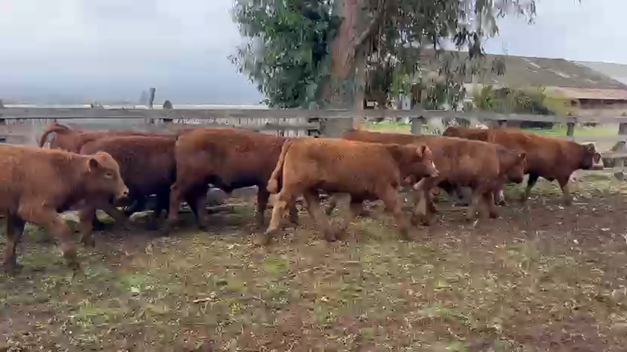 Lote 50 Ternero en San Carlos, XVI Región Ñuble