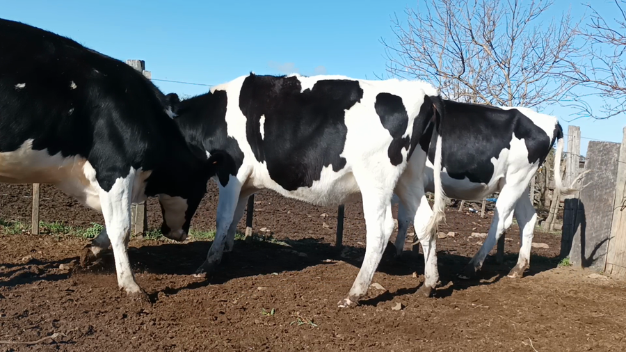 Lote 3 Vaquillonas Vacas Preñadas en San José , San José
