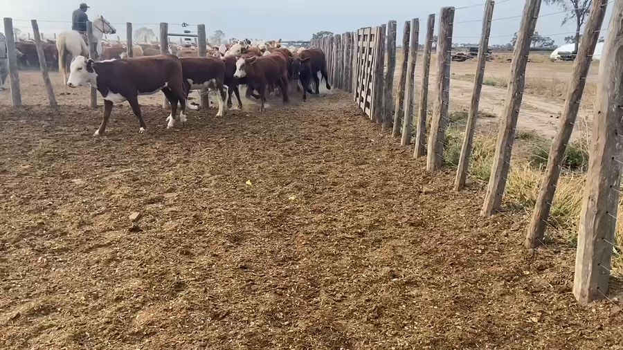 Lote 75 Vaquillonas en Bandera, Santiago del Estero