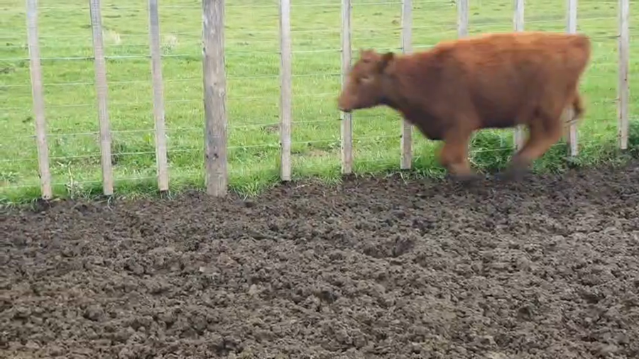 Lote 70 Terneras en Olavarria