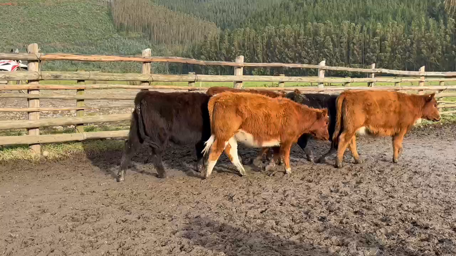 Lote 65 Ternera en Toltén, IX Región Araucanía