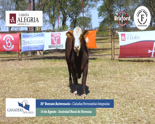 Lote ALEGRIA 237 H
