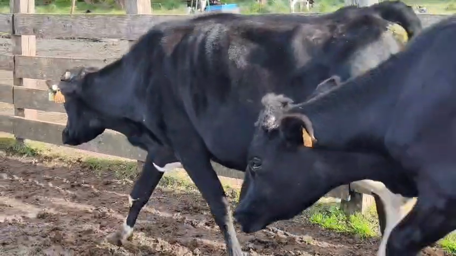 Lote 3 Vaquillonas  a remate en Pantalla Camy 450kg - , San José