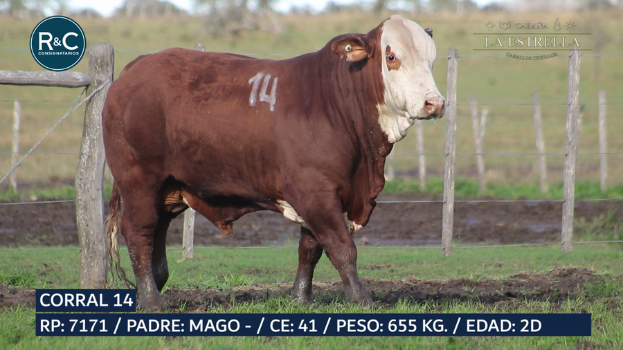 Lote Toro Braford