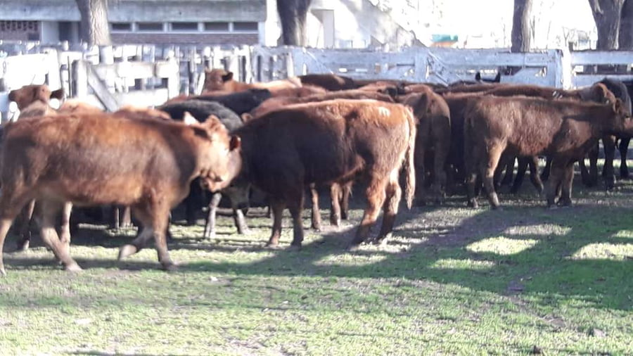 Lote 27 Terneras en Gral. Lamadrid, Buenos Aires