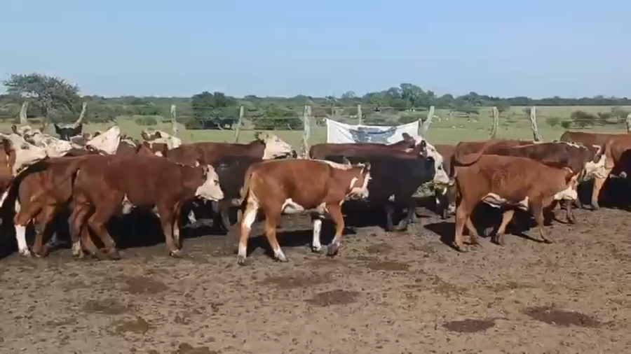 Lote 75 Terneros/as