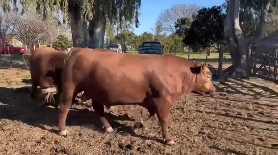 Lote CABAÑA EL PORVENIR