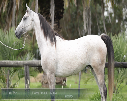 Lote CAMELIA DEL ALMA