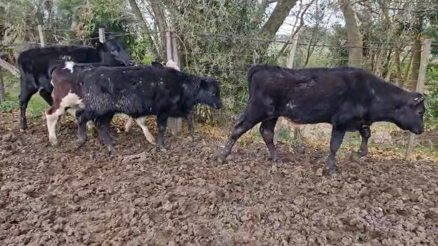 Lote 12 Terneros y Terneras a remate en Pantalla Camy, San José