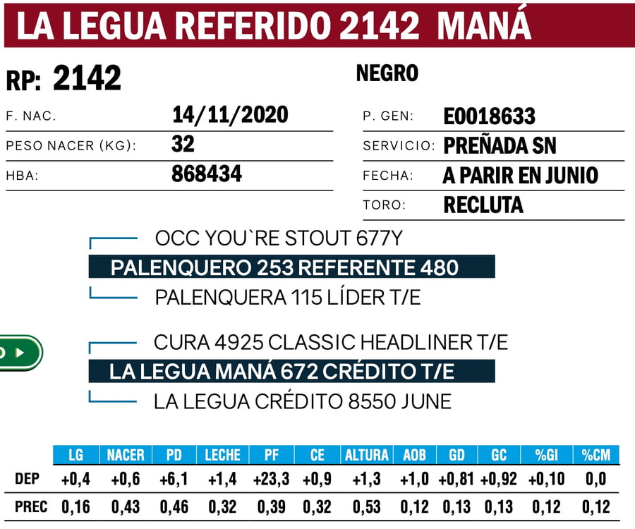 Lote VAQUILLONAS ANGUS  PP