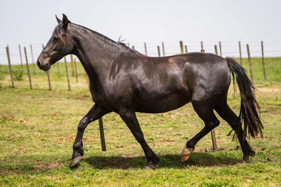 Lote AGENCIADA VERAZ