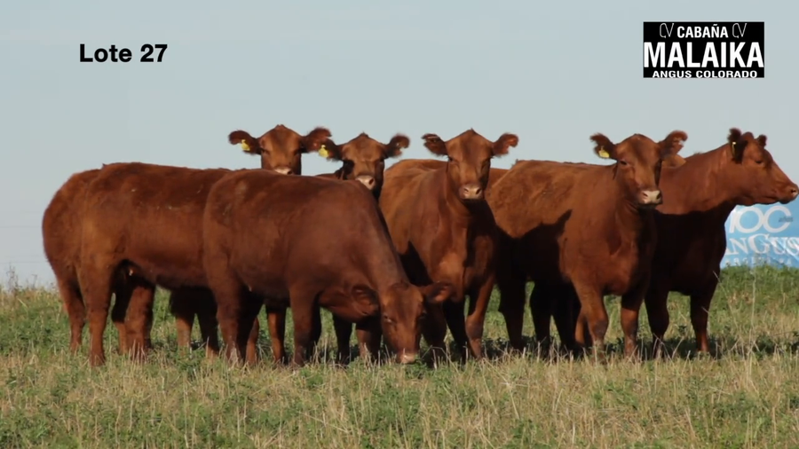 Lote "VAQUILLONAS MAS PREÑADAS ""CABAÑA MALAIKA"""