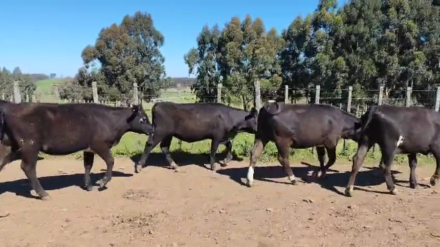 Lote 7 Vaquillonas  a remate en Pantalla Camy, San José