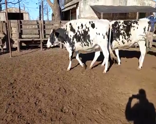 Lote VAQUILLONAS PREÑADAS