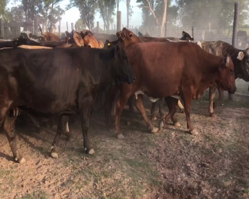 Lote 55 Vacas nuevas C/ gtia de preñez en Gral. San Martín, Chaco