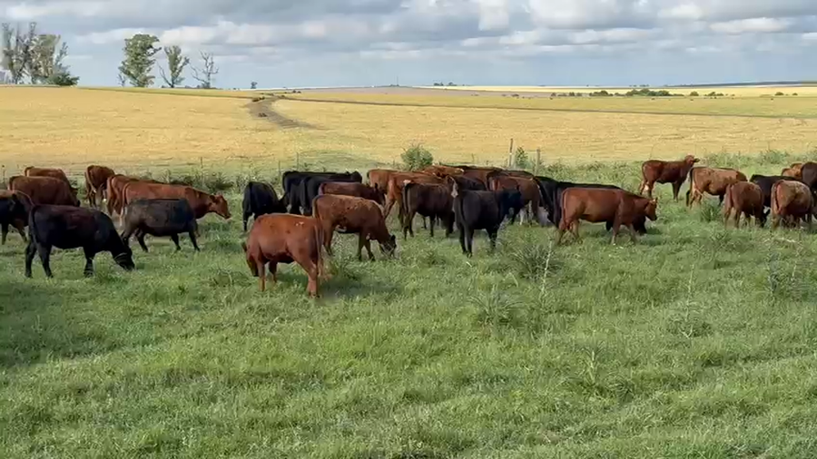 Lote 140 Vaquillonas