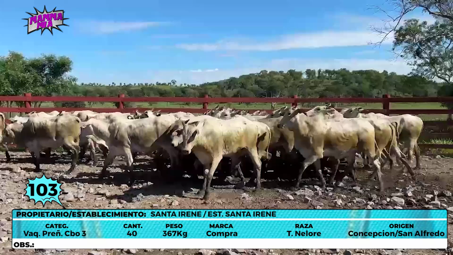 Lote LOTE 103