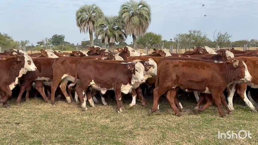 Lote 110 Terneras
