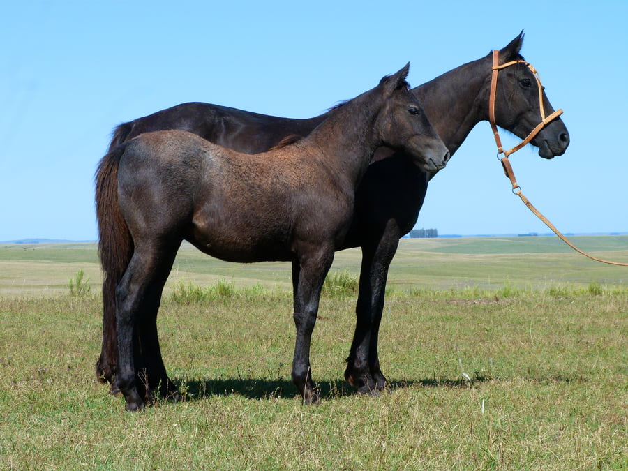 Lote Guerrera Salpay