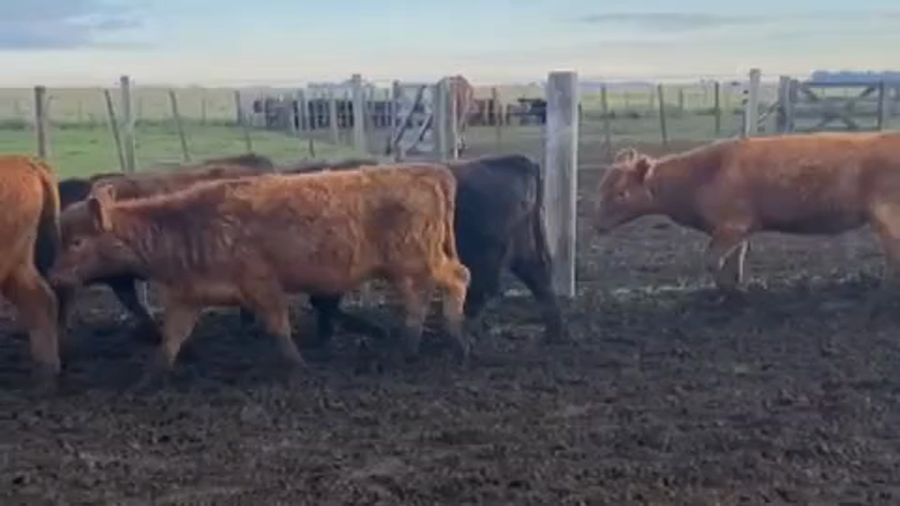 Lote 116 Terneros/as