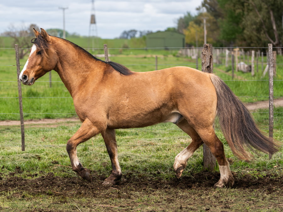 Lote Medianoche Aramis