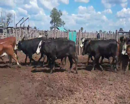 Lote 75 Novillitos en Tintina, Santiago del Estero