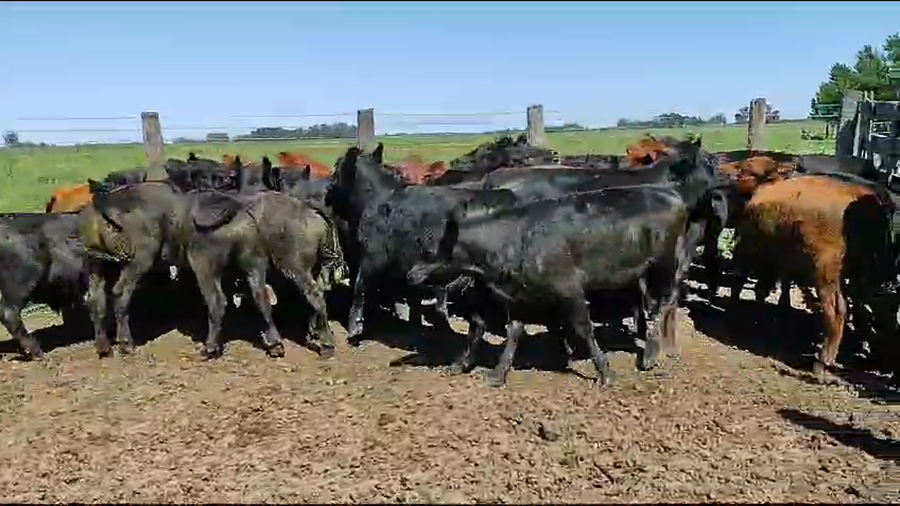 Lote 29 Novillitos en Brandsen, Buenos Aires