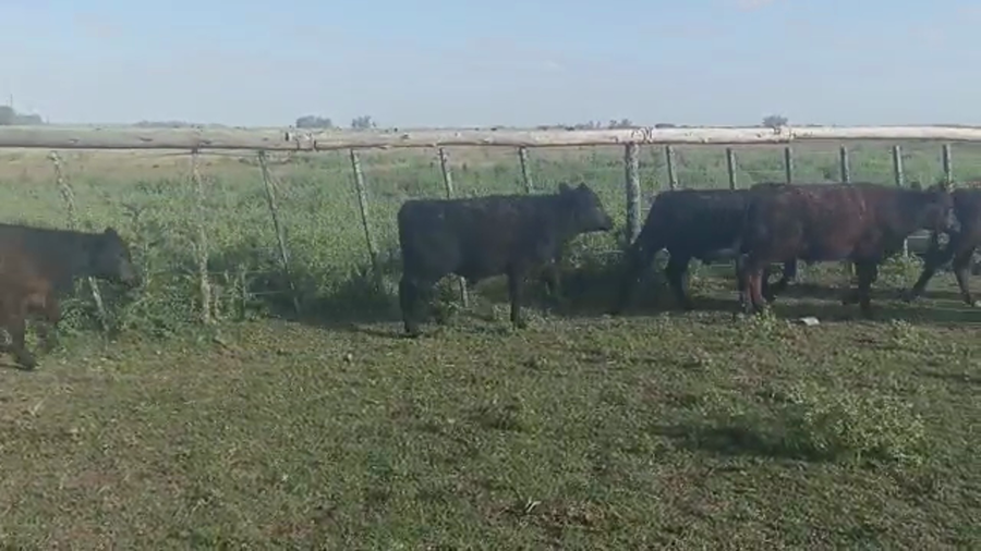 Lote 24 Terneros/as en Chascomús, Buenos Aires