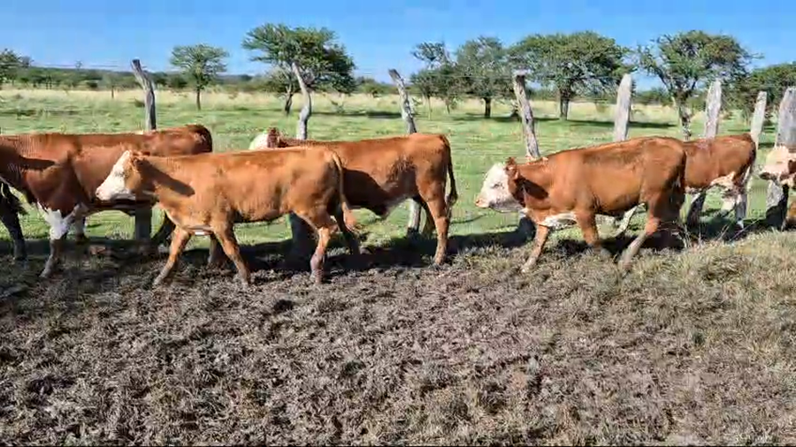 Lote 45 Terneros en Corrientes, Curuzú-Cuatiá