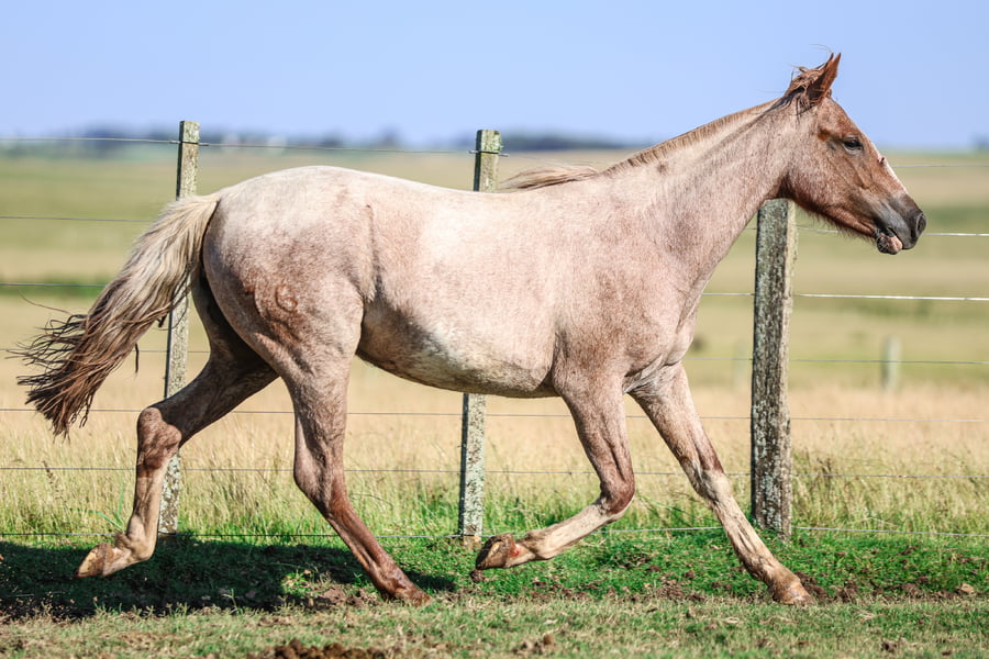 Lote LA NENA DE LA SERENA