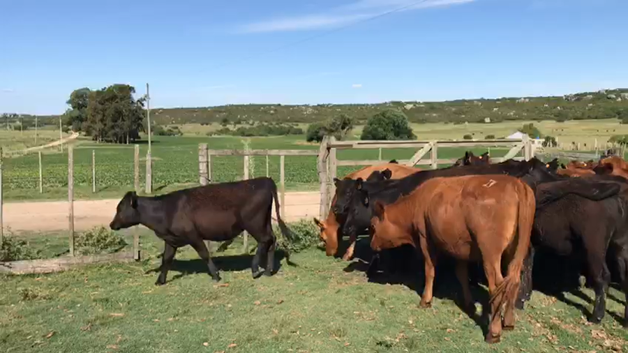 Lote 22 Terneras San José