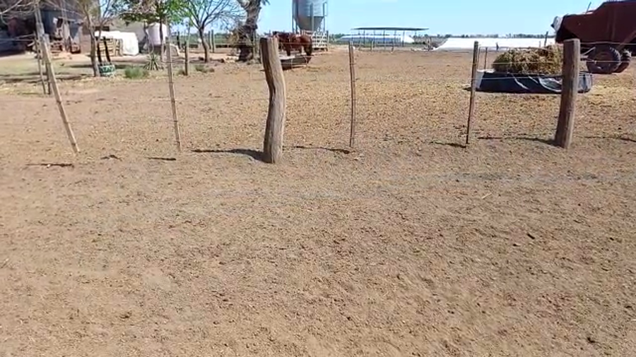 Lote 25 Novillitos Holando Argentino en La Paquita, Córdoba