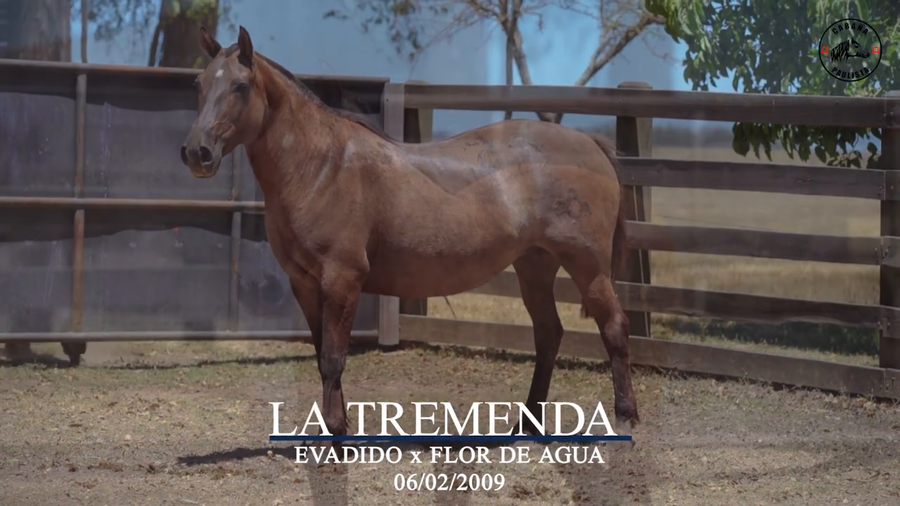 Lote La Tremenda