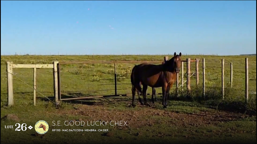 Lote S.E. GOOD LUCKY CHEX