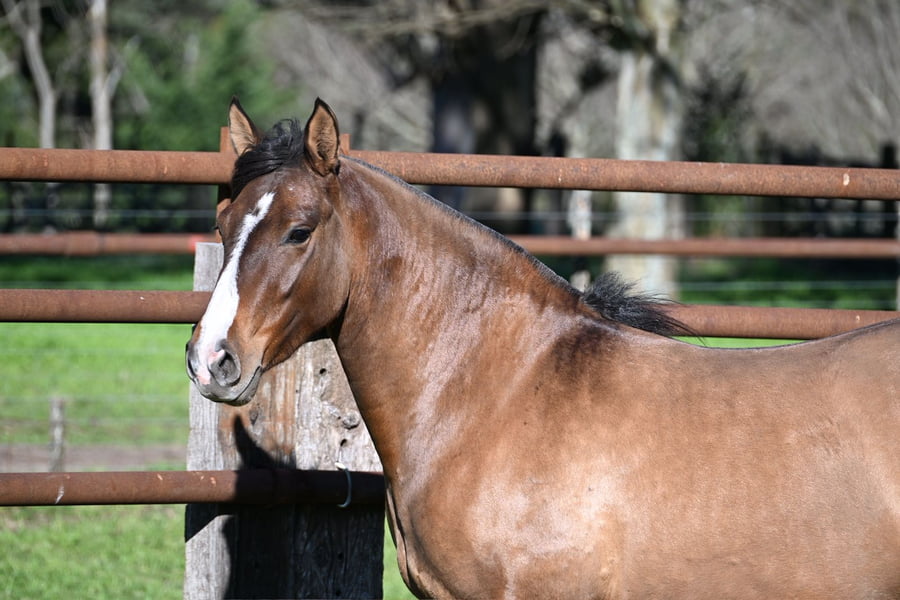Lote LA BRAVA TESORERA