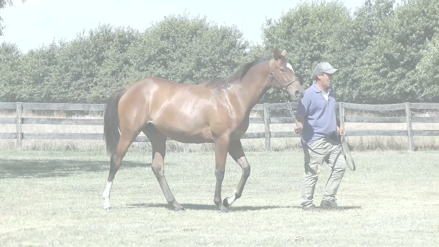 Lote SUKI RIDE (RERIDE -  BEATRIZ LA BASKA)