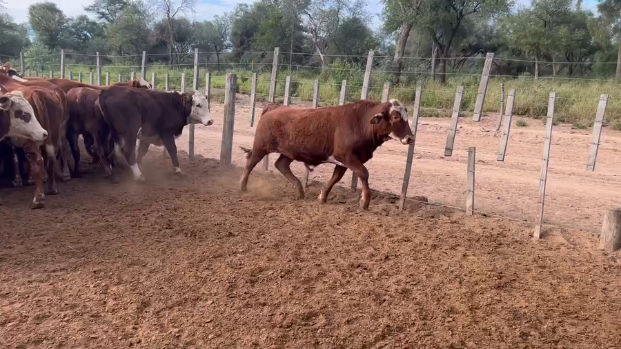 Lote 143 Novillos en Juan José Castelli, Chaco