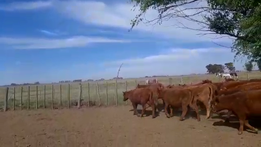 Lote 57 Terneras en Cañuelas, Buenos Aires