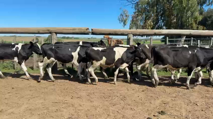 Lote NOVILLOS 1 a 2 AÑOS