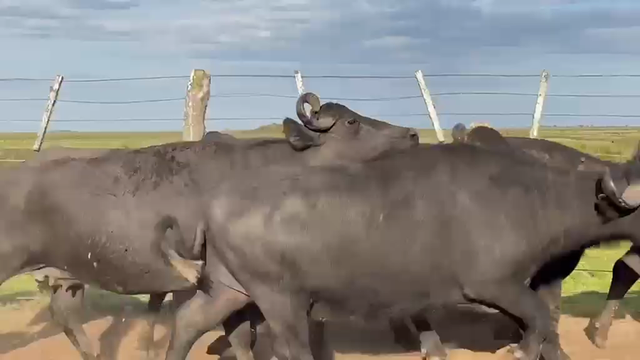 Lote 44 Búfalas