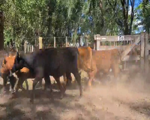 Lote 14 Terneros en Gral. Lamadrid, Buenos Aires