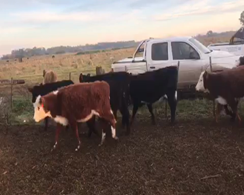 Lote 21 Terneras de 190Kg en Brandsen, Buenos Aires