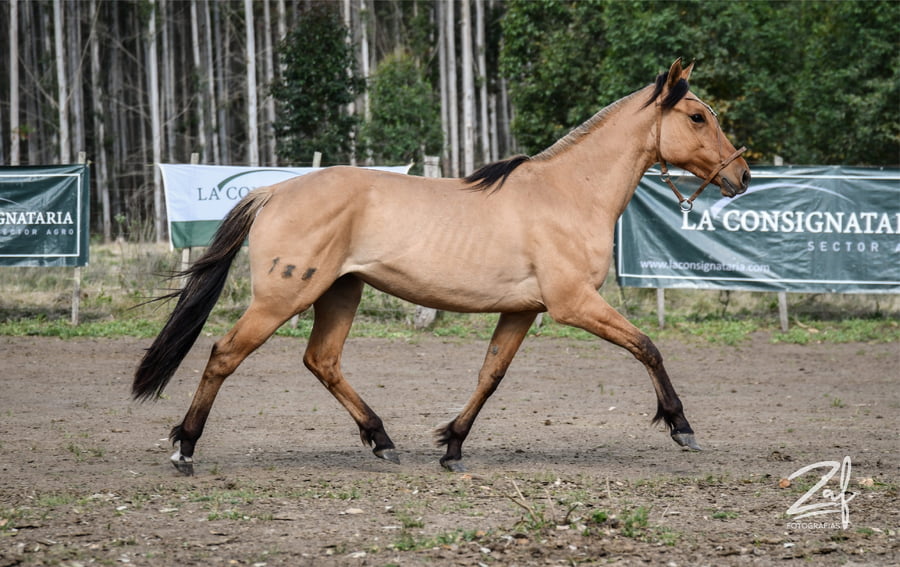 Lote Bastarda Ñaquiñá