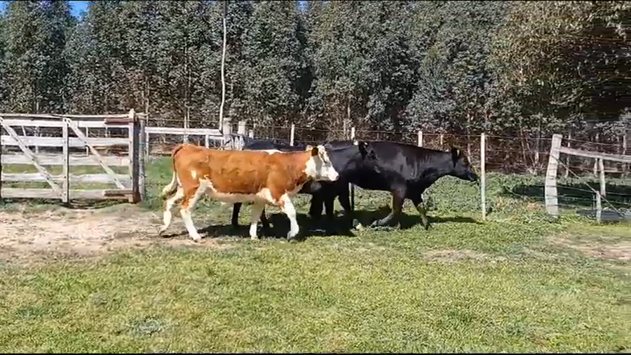 Lote (Vendido)3 Vaquillonas 1 a 2 años CRUZAS a remate en #37 Pantalla Carmelo 370kg -  en MONZON