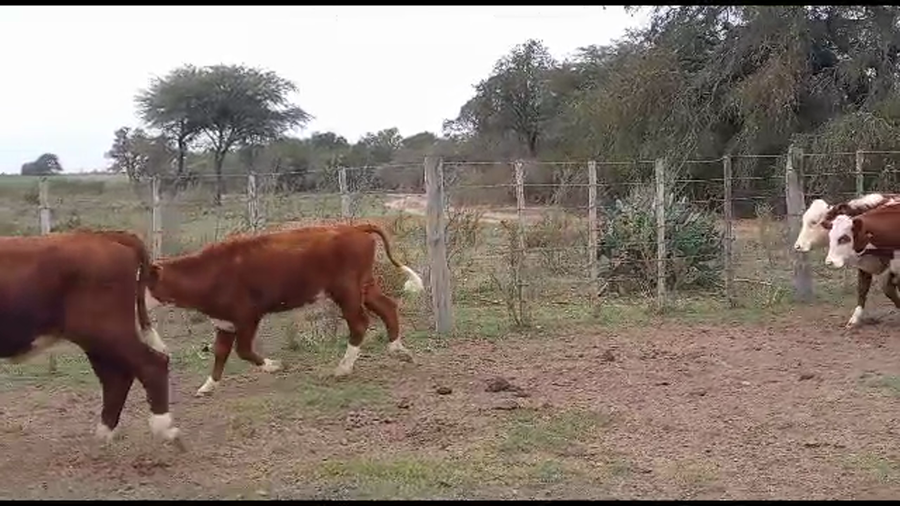 Lote 21 Novillitos Braford en San Justo, Santa Fe