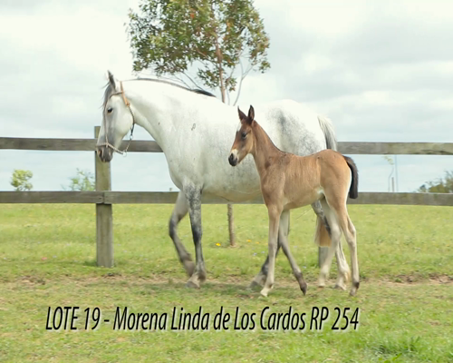 Lote MORENA LINDA DE LOS CARDOS