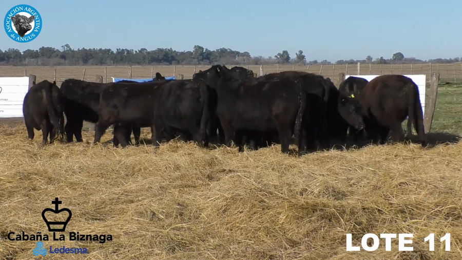 Lote 15 VAQUILLONAS ANGUS MAS